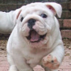 Meet your Posher, Tim